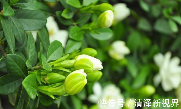 修剪|栀子花不开花做好3点,开花多得停不下来,拦都拦不住,爆满盆