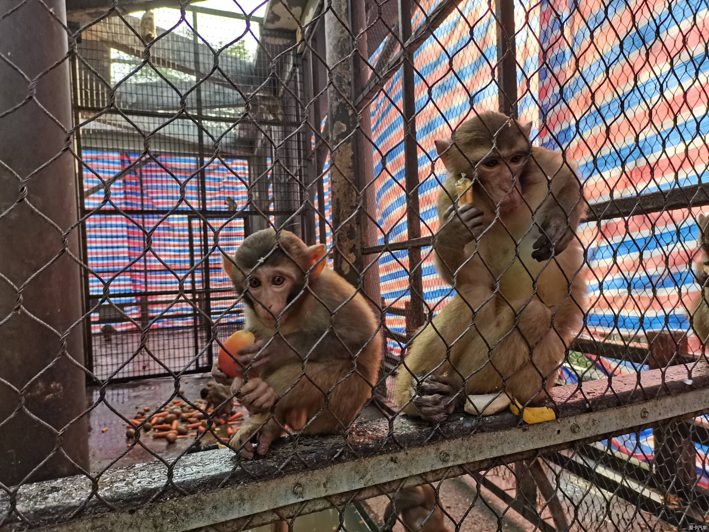 情人节逛森林公园