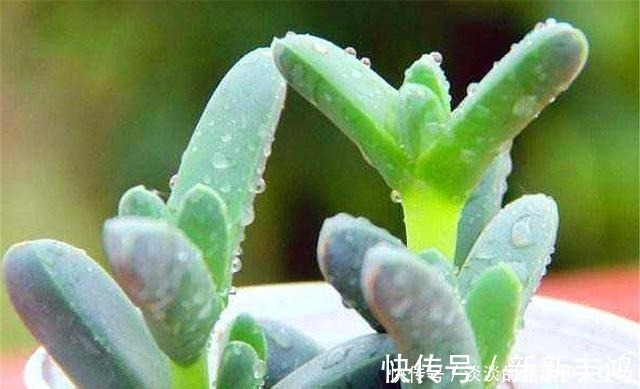 技巧|多肉鹿角海棠越冬技巧,牢记“3个不要”,叶子饱满,轻松爆盆