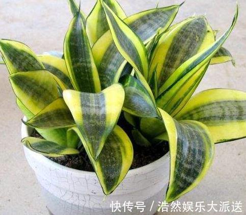 亮亮|室内3种花最怕“湿”,一沾水就死,放阳台不管,365天油亮亮