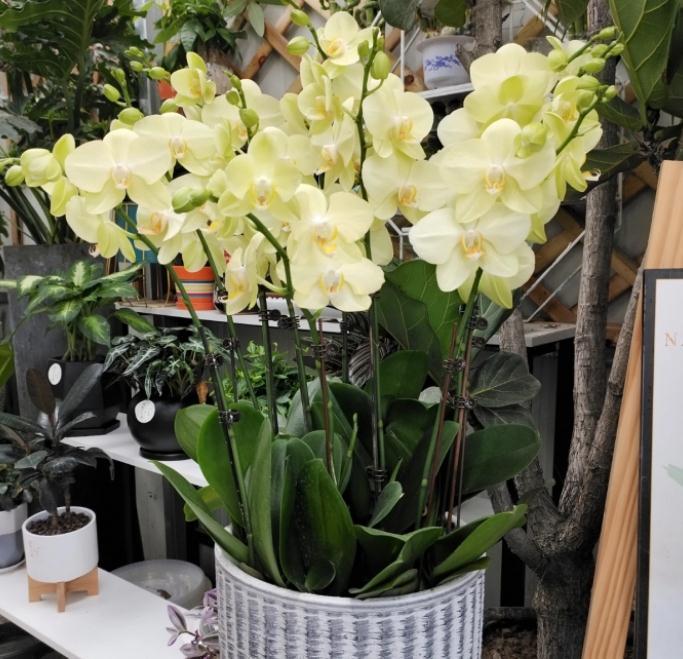 养蝴蝶兰,花谢后按这要求操作,开花就不是“一次性的”