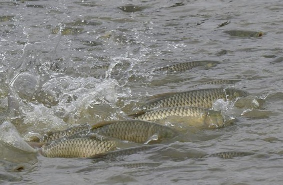 常被误认成草鱼,鱼肉久煮不烂,价格是草鱼3倍,很多人不懂吃