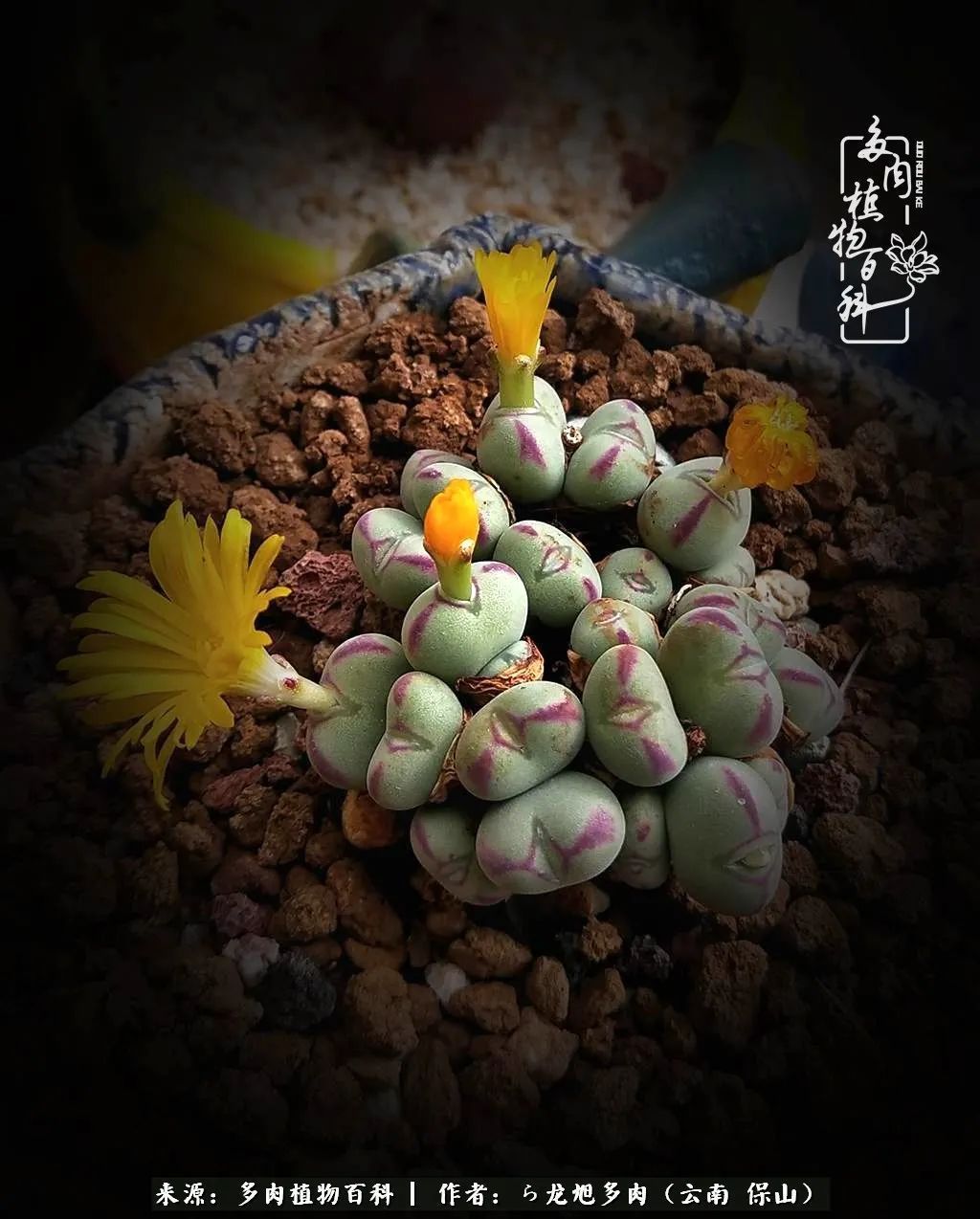 多肉植物|遇见多肉,遇见不一样的你,一养就是10几年!