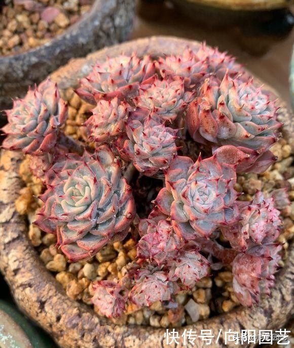 多肉|花市买的多肉，当成宝贝对待，养了不到1个月，全都死翘翘了