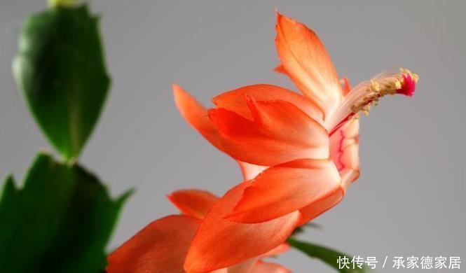 花苞|蟹爪兰开花期间,做好3个掐,开花多,复花快