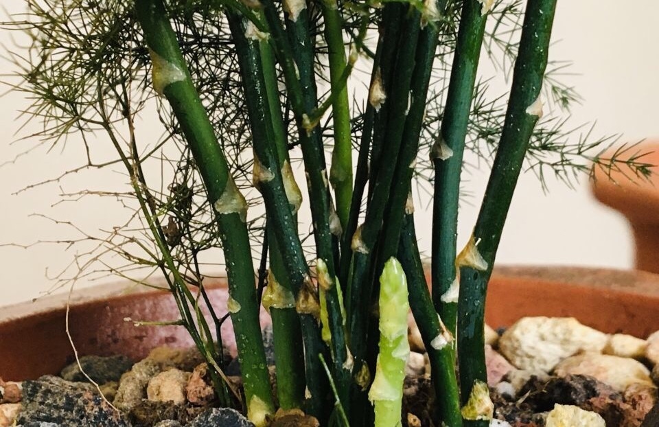 养花营养土不用买,5东西“捂一捂”,养花肥效好、不烂根