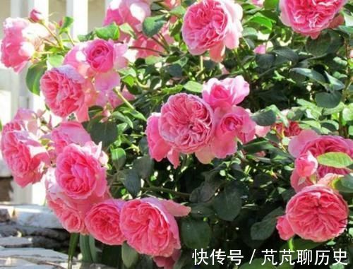 紫罗兰|世上公认最美的4种花,一月浇一次长得旺,叶子油绿开花多!