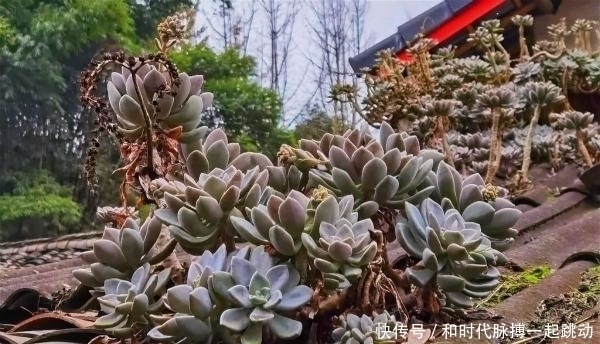 这里的多肉不要钱,长在房顶瓦缝里,还是漂亮大老桩