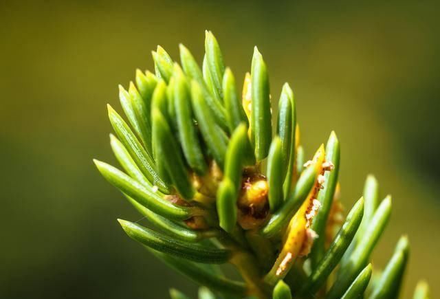 路边随手捡的松果,只需简单2步,让它变成客厅最美风景