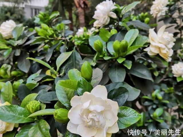 花芽|为什么栀子花总是养不好？老花匠找到了原因，不让问题发生是关键