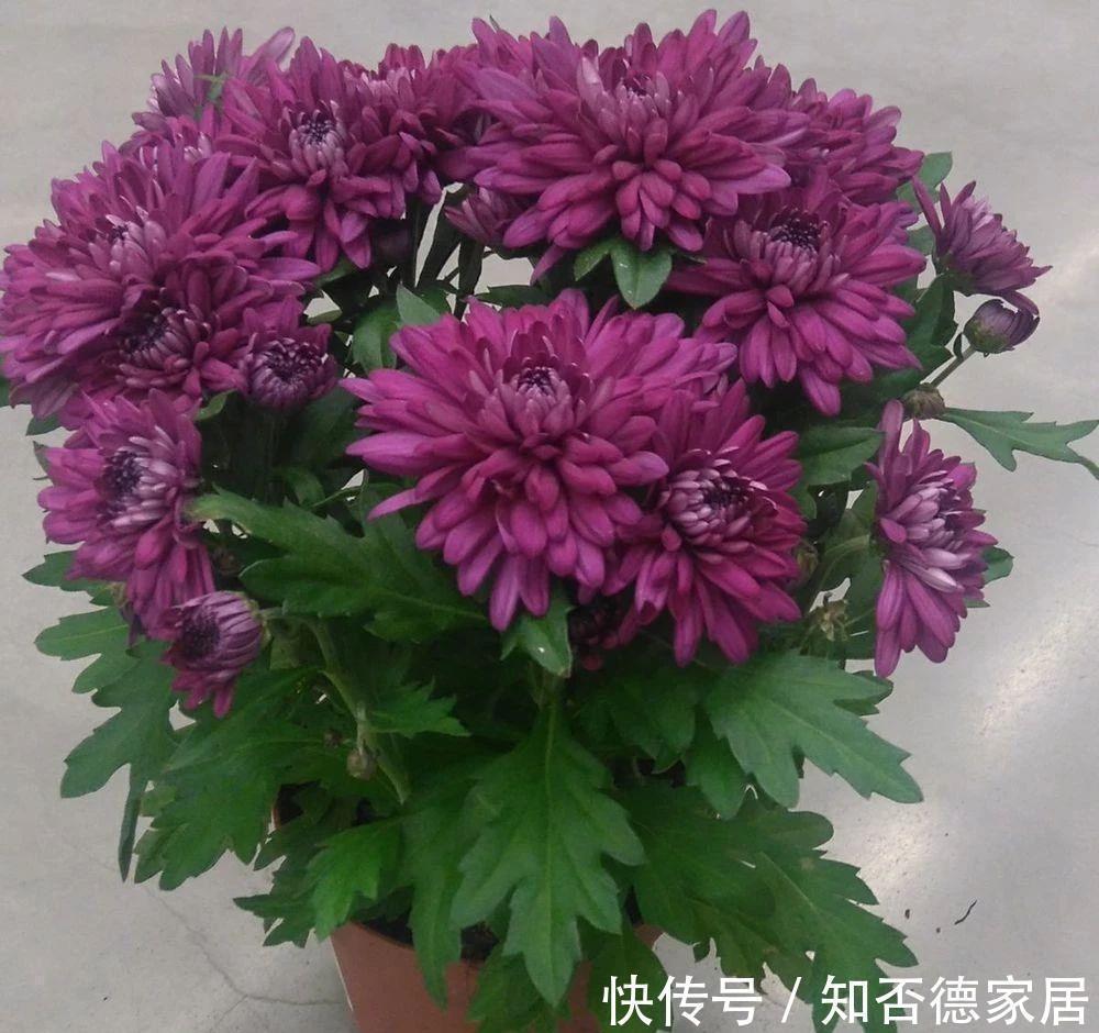 4种漂亮花,下个月就开花,现在别“瞎修剪”,耽误一年开花量