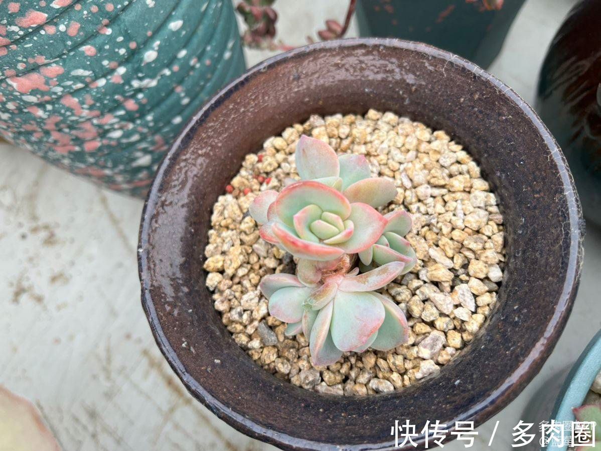 白凤怎么才能爆崽多？想你的多肉爆崽吗？来看看吧！