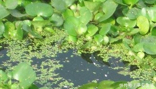 鱼情|野钓大鲫鱼的三种不常规钓法,在这些鱼情中使用,效果好得出奇!