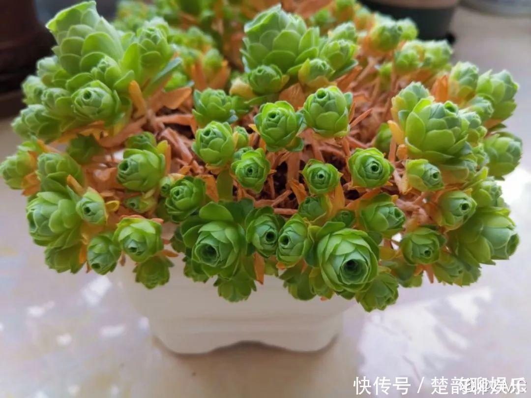 生石花|6种多肉太难养,赶紧留个种,省得每年都要重新买!