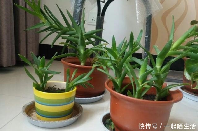 花上长了这个，再不换盆，就要憋死了！花上长了这个，再不换盆，就要憋死了！