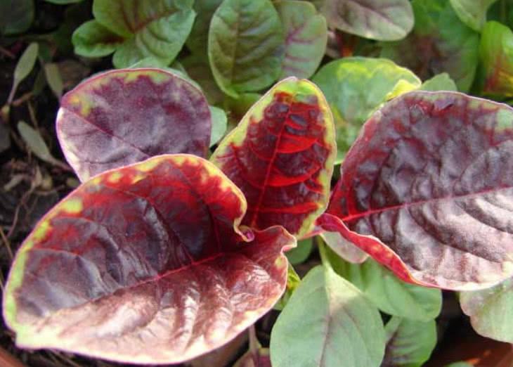 滋补|这种野菜在家也能种植,吃它比羊肉还滋补,市场1斤还得12元