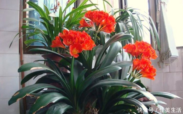 蟹爪兰|最受欢迎的“6种花”，漂亮好养，晒晒太阳就开花，特别好养