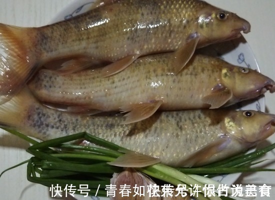 老鼠鱼|这美味小孩要多吃,促进大脑发育,比牛奶强,个头一窜再窜