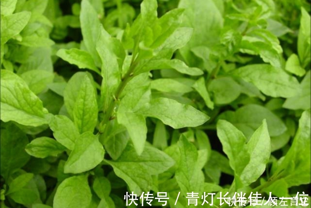 身体棒|有钱没钱，冬天都要常吃此物，养肝明目，软化血管，身体棒！