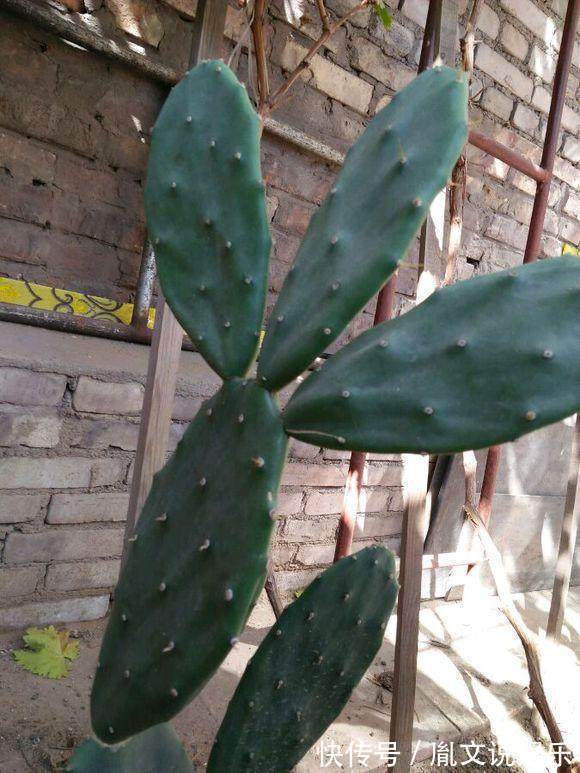 6种号称养不死的花，一不小心就能养爆盆，养花小白都能养很好