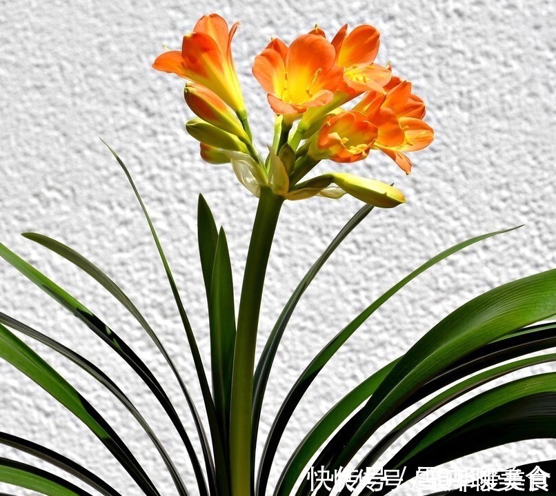 花期|“春不出,夏不晒,秋不干,冬不湿”,君子兰的四季莳养