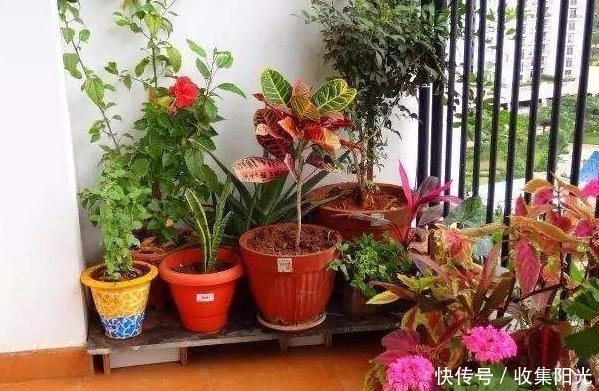 养花捡些“它们”,10年不换盆,土壤不结块,花草呼呼长!