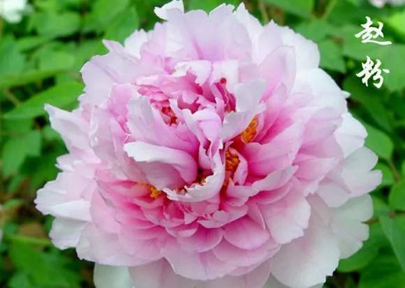 喜欢牡丹花，却一不小心买到芍药！附牡丹花品种图鉴大全