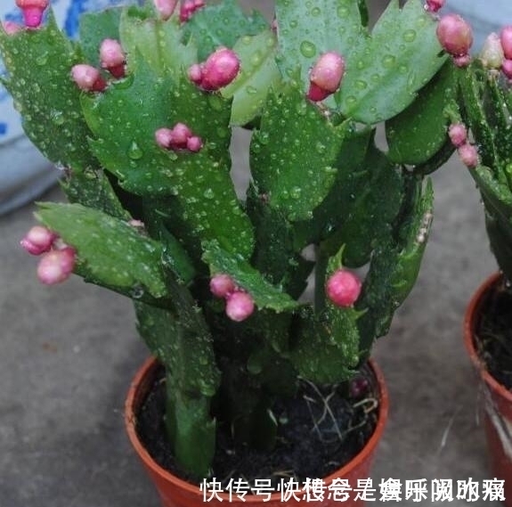 蟹爪兰得白斑病怎么办?教你“4法”轻松解决,提早预防是关键