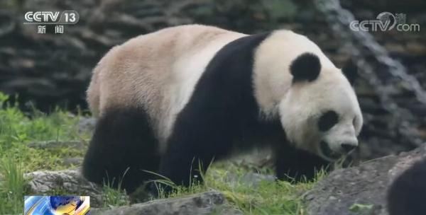 大熊猫|“萌”物来袭！神农架国家公园建设生态走廊 人与动物和谐共生