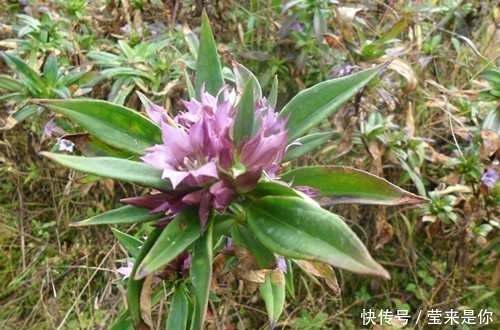 東風(fēng)菜|有的野菜農(nóng)村人都不喜歡吃,但都有很多的功效