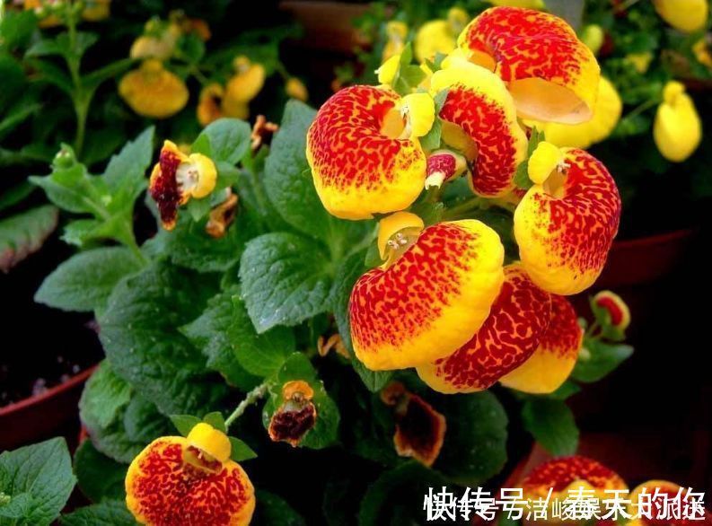 财源|此花是象征了富贵的花,就像是钱袋子一样,是财源滚滚的花