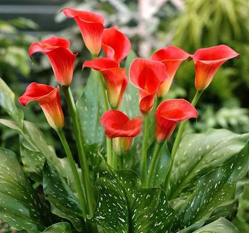 发黄|5种“漂亮花”,一到夏天就蔫了,不是死翘翘,到了秋天会复活