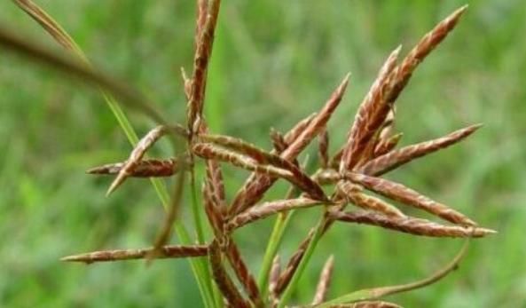 农村常见的野草煎汤喝，疏肝解郁、补气益血，最适合女性喝！