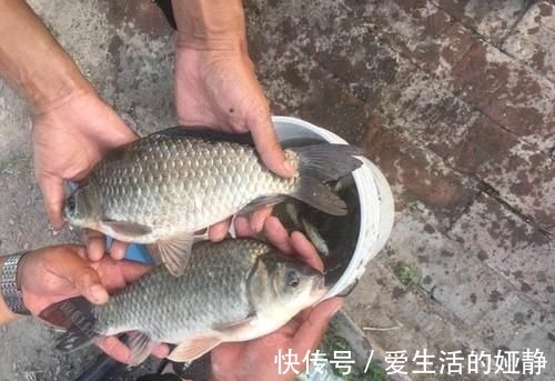 曲酒|不用蚯蚓和红虫,晚春用这三种“民间配方”上的都是大鲫鱼