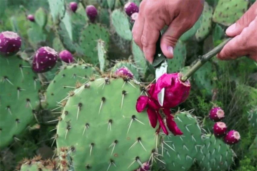 仙人果|仙人掌高10米，开黄花，挂红果，长成几十年的树，太霸气了
