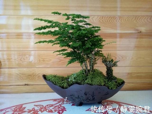 迎客松|非常受欢迎的盆栽,型如“迎客松”,四季常绿又好养,比文竹好看