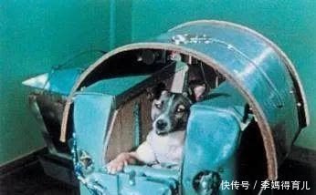 宇航员 第一个登上太空的宇航员,不是加加林,而是一只狗……