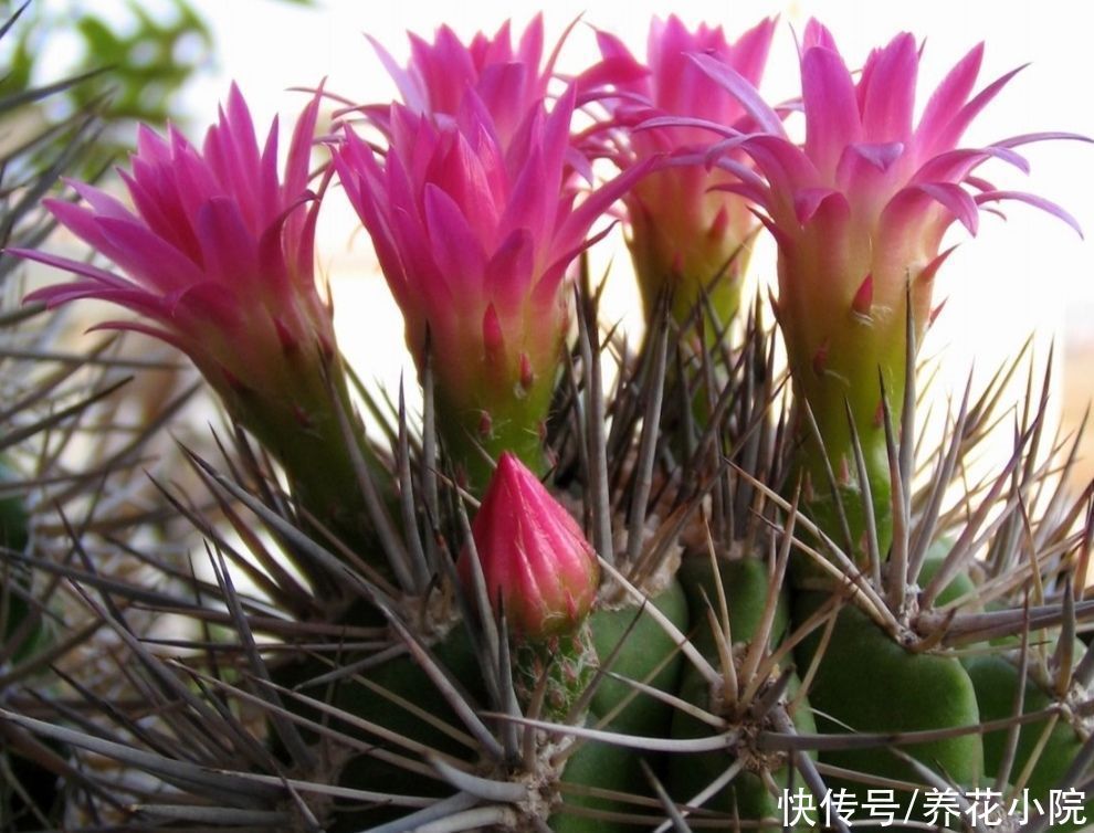 家庭养花有讲究,这三大类花卉,建议别在室内养