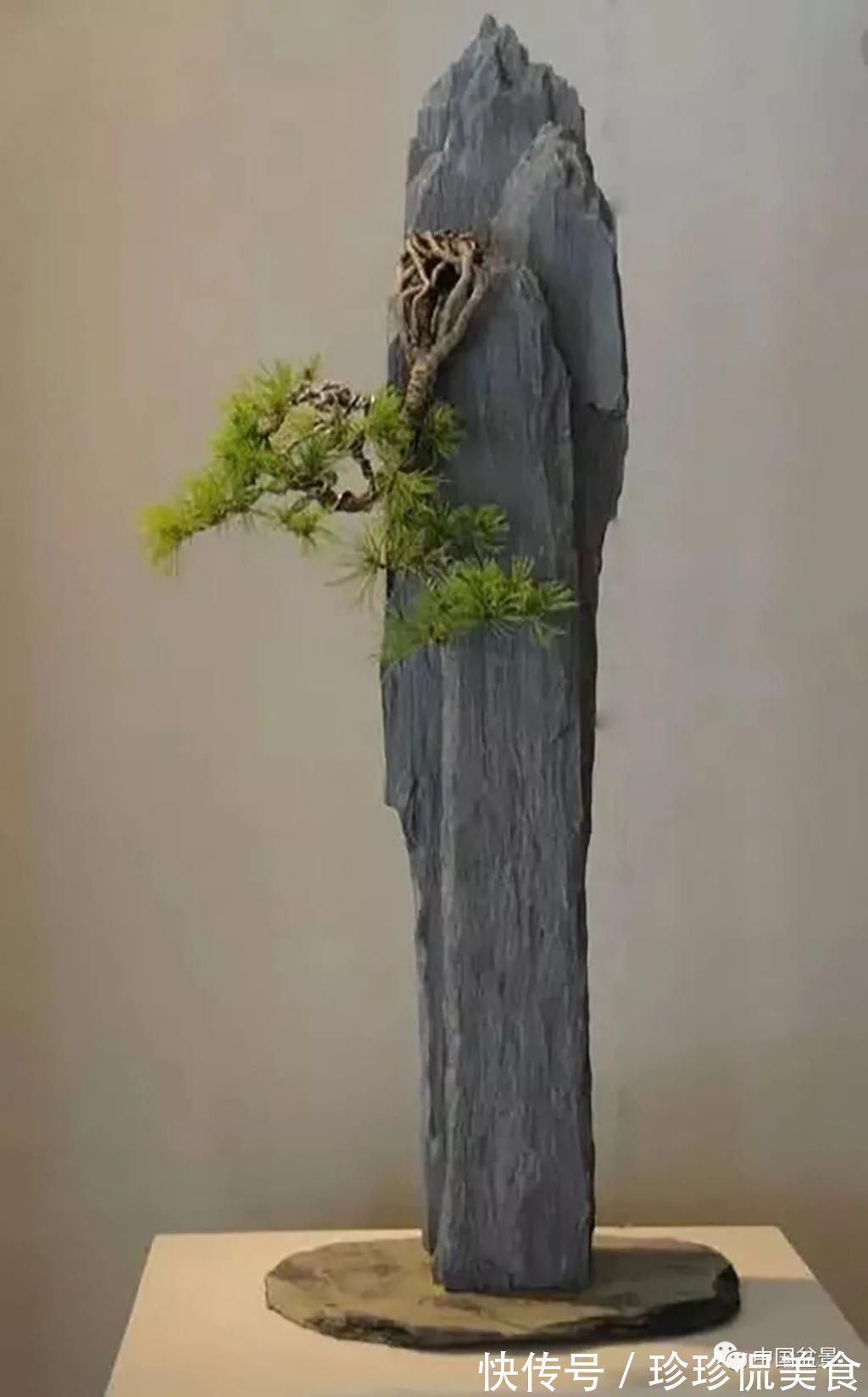 盆景|极品附石山松盆景,见过的人都忍不住竖起大拇指!