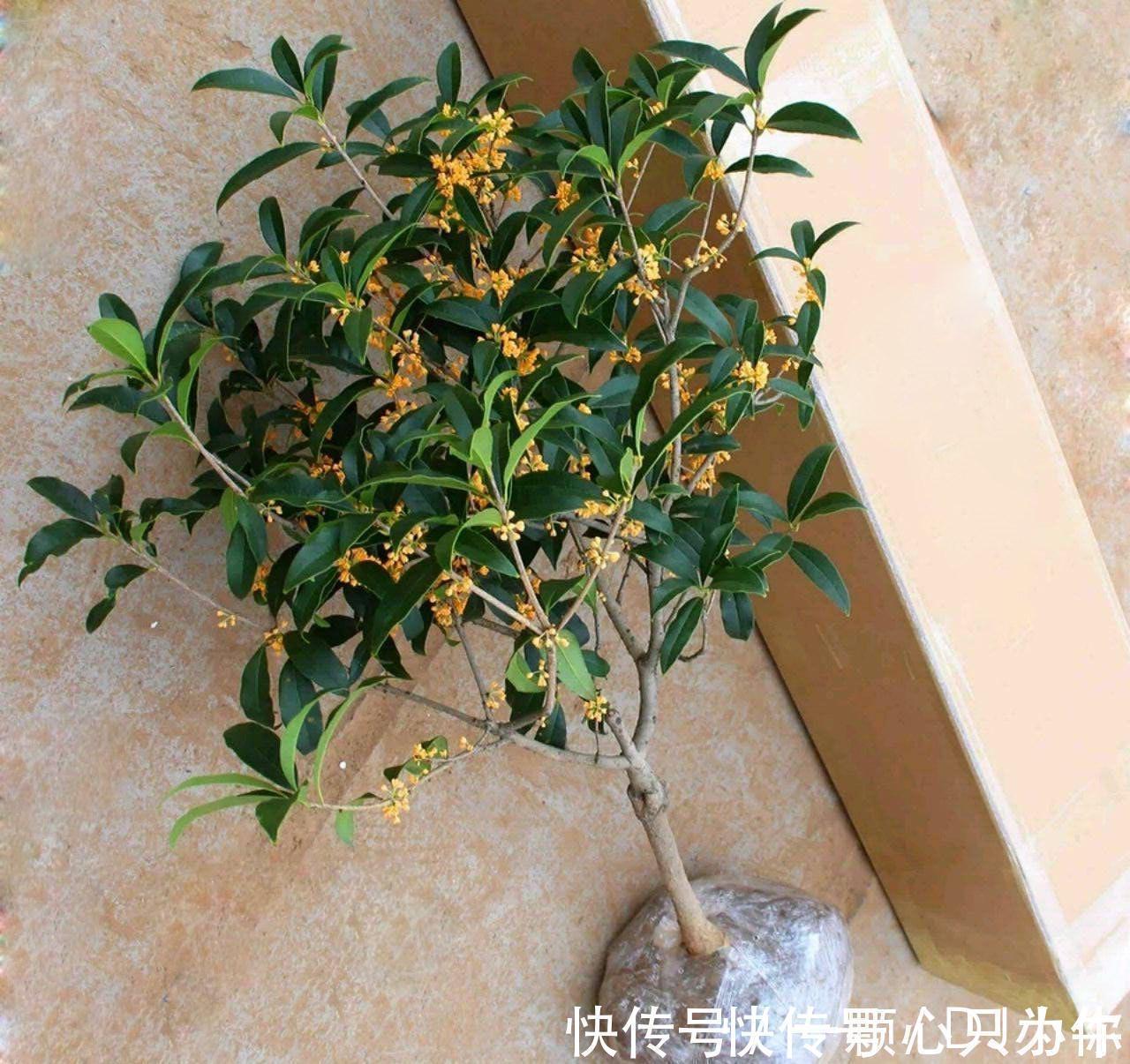 盆栽|4种“杀菌花”,冬天养几盆,清香漂亮,空气清新,家里人少生病