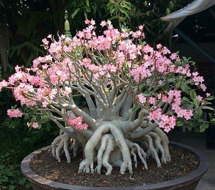 沙漠玫瑰,开花“靓丽”,长得慢不开花?毛病在“根系”