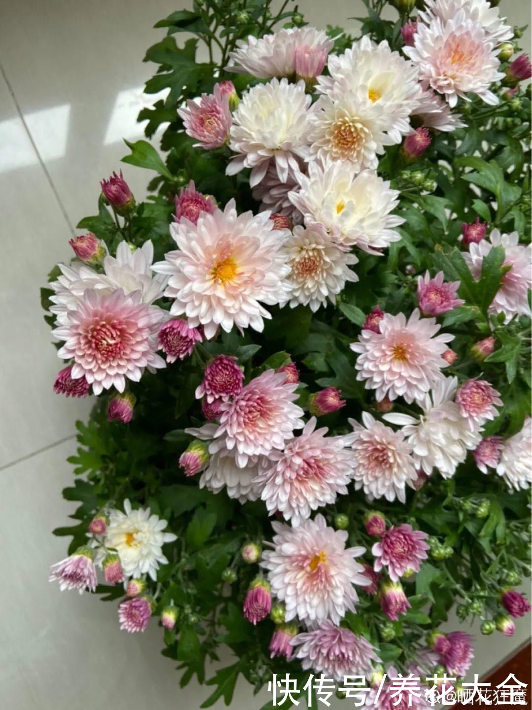 晒不死、热不死的花，越晒花越多，越热长越快