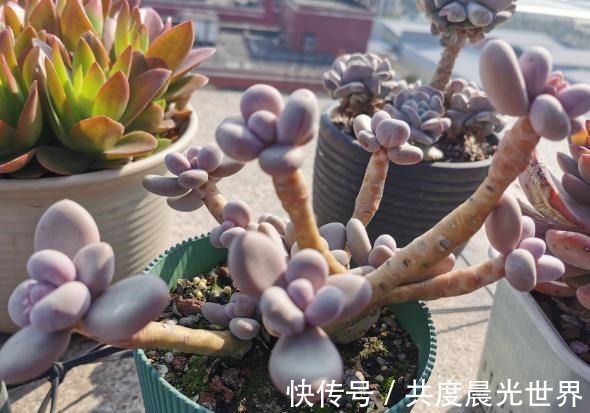 浇水|花友硬生生把“普货”桃美人养出“贵货”的状态，离不开这5点！