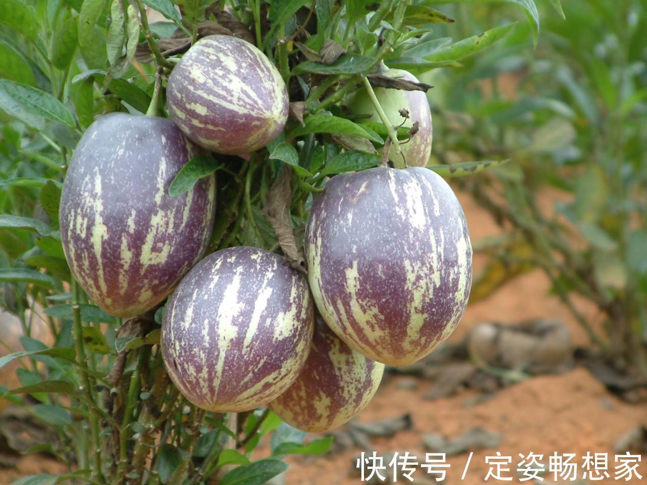 88年从新西兰引进,既是水果又是蔬菜,人称“长寿果”,吃过吗