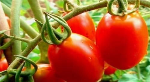 营养成分|女性到了中年,适合吃三种食物,补血益气,延缓衰老,有益健康!