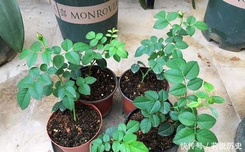 路边碰到修剪2种花,讨点枝条带回家,扦插成盆栽开花美极了!