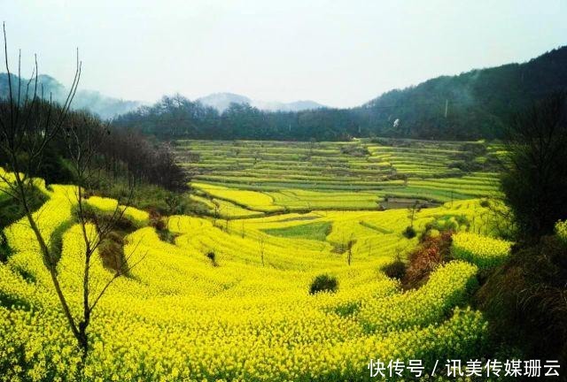 圆弧|【安徽油菜花】最全徽州油菜花赏花地图来了，这份攻略要收好