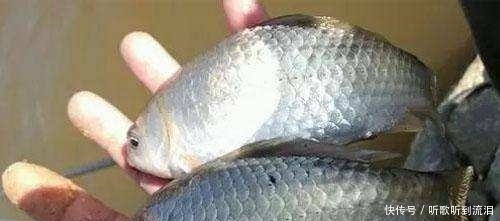 钓友|冬钓如何选择钓位?老钓友常用这3个“大招”,钓到天黑也不想走