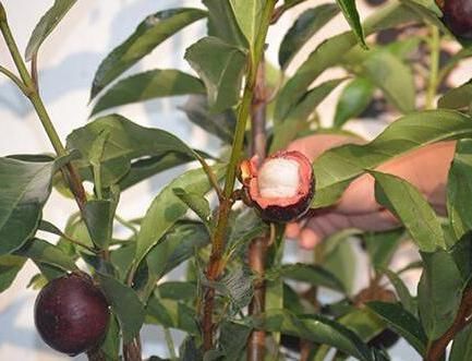 山竹吃完核别扔,埋进花盆此样做,分分钟变成超美的盆栽