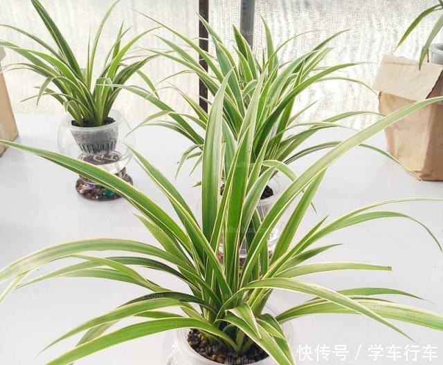 家里摆上这四盆花,吸甲醛,抗辐射,几块钱就买一盆!